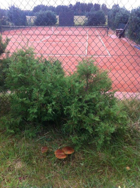 Domek Letniskowy Z Kortem Tenisowym Karwia Ostrowo Ostrowo  Esterno foto